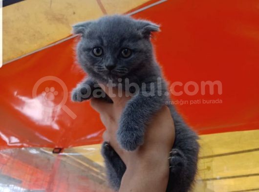 2 Aylık Scottish Fold Erkek Yavru