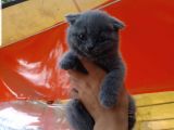 2 Aylık Scottish Fold Erkek Yavru