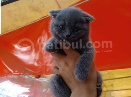 2 Aylık Scottish Fold Erkek Yavru görsel