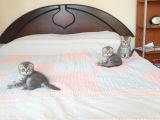 Whiskas Desenli Scotish Fold