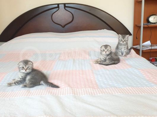 Whiskas Desenli Scotish Fold görsel