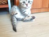 Whiskas Desenli Scotish Fold