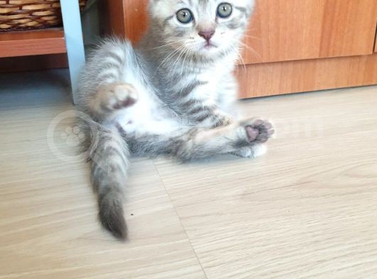 Whiskas Desenli Scotish Fold görsel