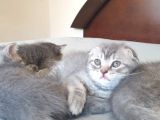 Whiskas Desenli Scotish Fold