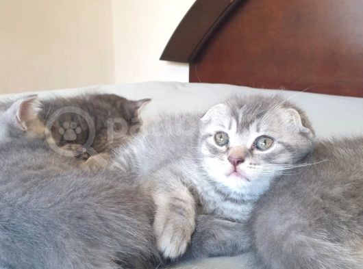 Whiskas Desenli Scotish Fold görsel