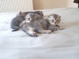 Whiskas Desenli Scotish Fold
