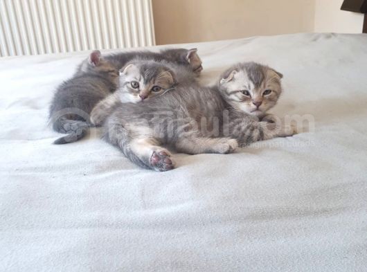 Whiskas Desenli Scotish Fold görsel
