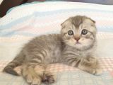 Whiskas Desenli Scotish Fold