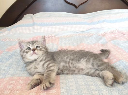 Whiskas Desenli Scotish Fold görsel