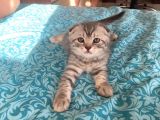 Whiskas Desenli Scotish Fold