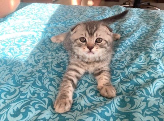 Whiskas Desenli Scotish Fold