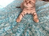 Whiskas Desenli Scotish Fold