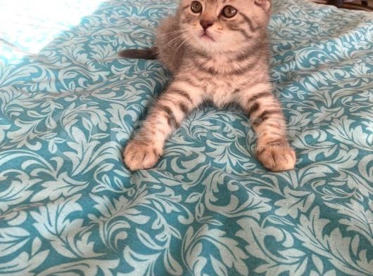 Whiskas Desenli Scotish Fold görsel