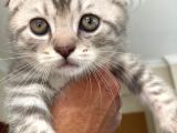 Whiskas Desenli Scotish Fold