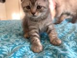 Whiskas Desenli Scotish Fold