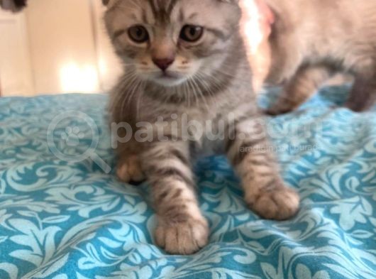 Whiskas Desenli Scotish Fold görsel