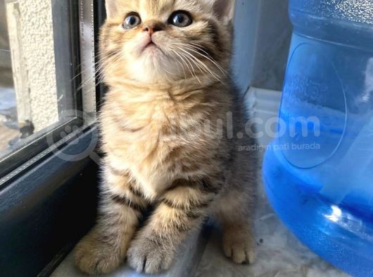 Sahi̇plendi̇rmeye Hazir görsel