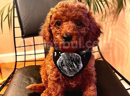 Erkek Ve Dişi 2 Aylık Show Kalite Black Brown görsel
