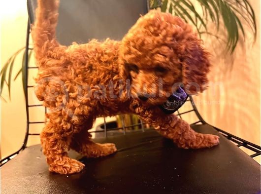 Erkek Ve Dişi 2 Aylık Show Kalite Black Brown görsel