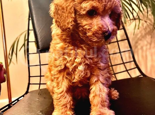 Erkek Ve Dişi 2 Aylık Show Kalite Black Brown görsel