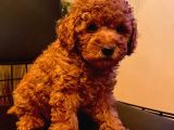 Erkek Ve Dişi 2 Aylık Show Kalite Black Brown
