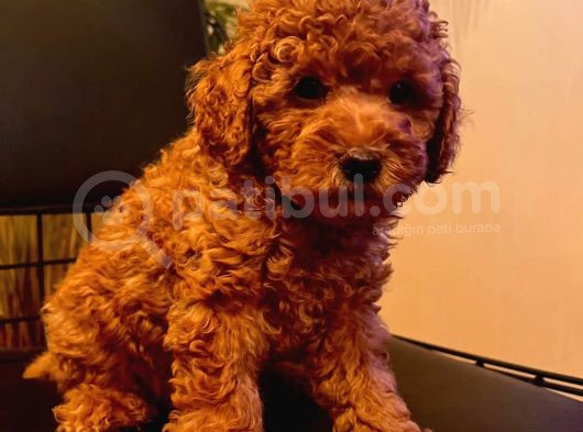 Erkek Ve Dişi 2 Aylık Show Kalite Black Brown görsel