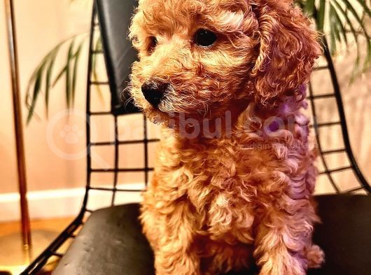 Erkek Ve Dişi 2 Aylık Show Kalite Black Brown görsel