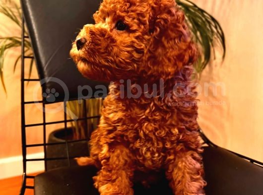Erkek Ve Dişi 2 Aylık Show Kalite Black Brown görsel