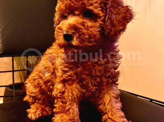 Erkek Ve Dişi 2 Aylık Show Kalite Black Brown görsel