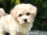 Anne Baba Secereli Maltipoo Yavrumuz