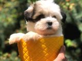 Xs Dizayn Irk Morkie Yavrumuz