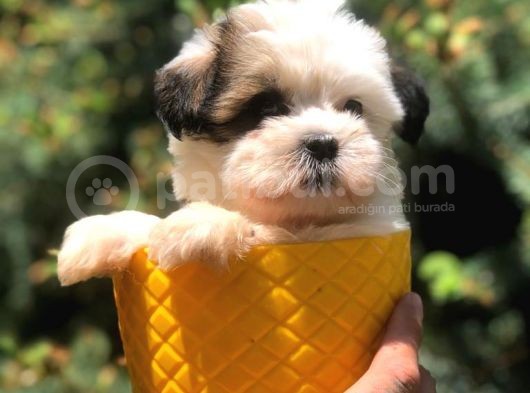 Xs Dizayn Irk Morkie Yavrumuz görsel