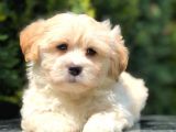 Apricot Renk F2 Maltipoo Yavrumuz