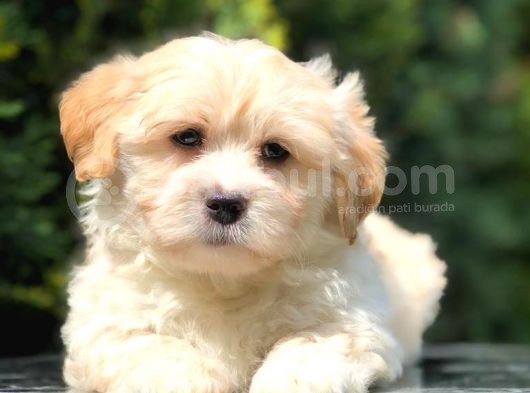 Apricot Renk F2 Maltipoo Yavrumuz görsel