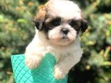 Three Color Xs Morkie Yavrumuz