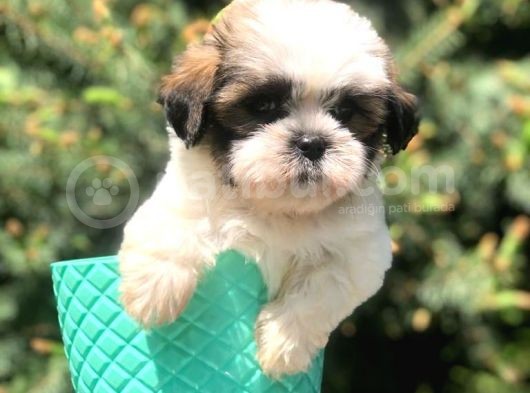 Three Color Xs Morkie Yavrumuz görsel