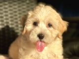 Show Kalite Maltipoo Yavrular