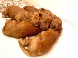 Toy Poodle Yavruları Red Brown Brown