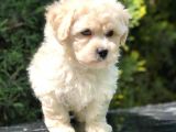 Anne Baba Secereli Maltipoo Yavrumuz