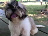 Scr'Li̇  Şitzu (Shih Tzu) Erkek Yavrular