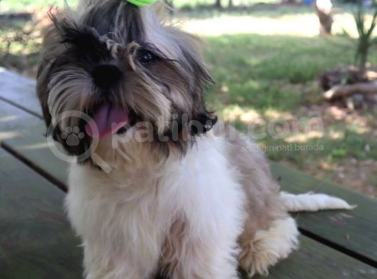 Scr'Li̇  Şitzu (Shih Tzu) Erkek Yavrular görsel
