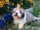 Scr'Li̇  Şitzu (Shih Tzu) Erkek Yavrular