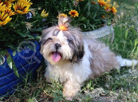 Scr'Li̇  Şitzu (Shih Tzu) Erkek Yavrular görsel