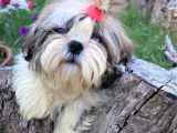 Scr'Li̇  Şitzu (Shih Tzu) Erkek Yavrular