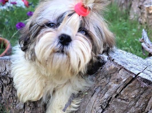 Scr'Li̇  Şitzu (Shih Tzu) Erkek Yavrular görsel