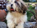 Scr'Li̇  Şitzu (Shih Tzu) Erkek Yavrular