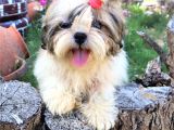 Scr'li̇  Şitzu (Shih Tzu) Erkek Yavrular