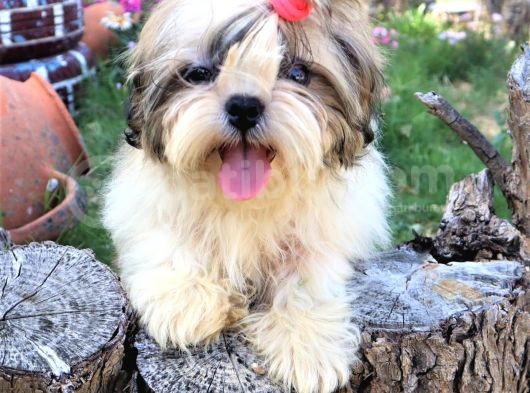 Scr'Li̇  Şitzu (Shih Tzu) Erkek Yavrular