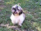 Scr'Li̇  Şitzu (Shih Tzu) Erkek Yavrular