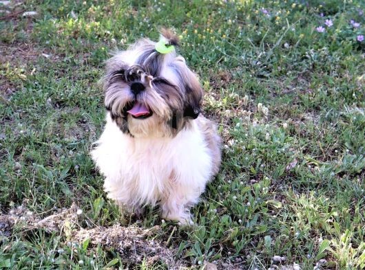 Scr'Li̇  Şitzu (Shih Tzu) Erkek Yavrular görsel